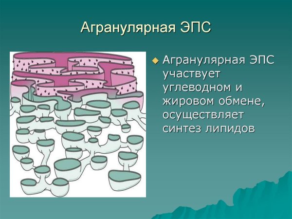Агранулярная эндоплазматическая сеть