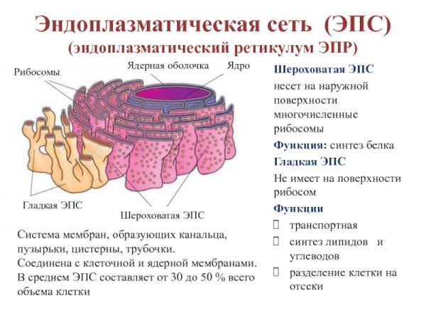 Эндоплазматическая сеть ретикулум функции