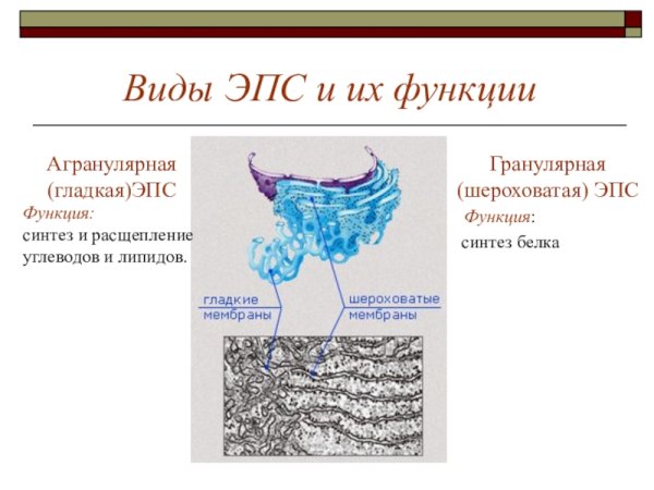 Шероховатая эндоплазматическая сеть функции