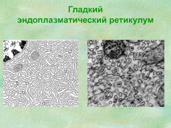Гладкий эндоплазматический ретикулум