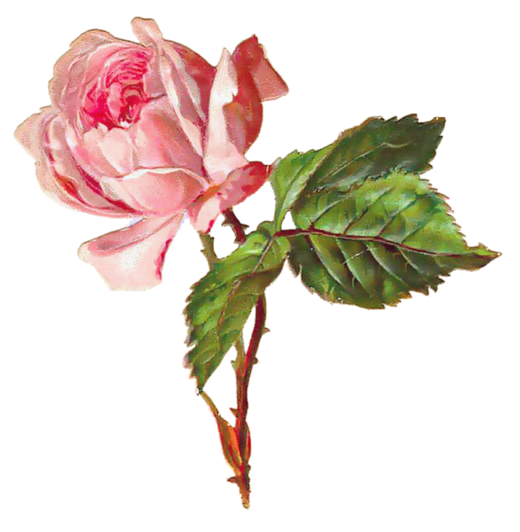 Розы Рисованные картинки