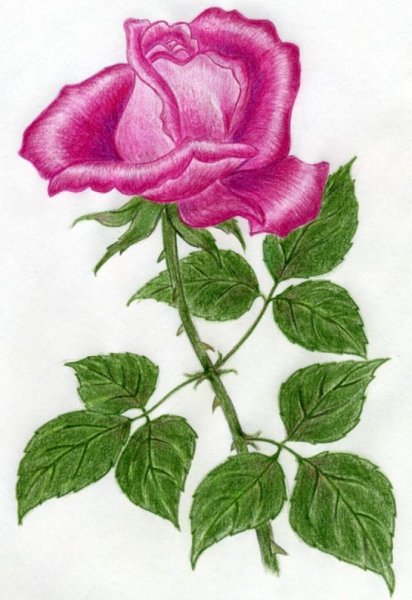 Роза рисунок
