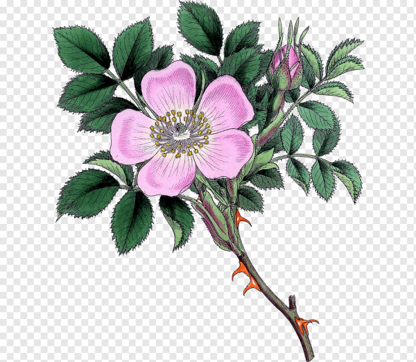 Куст шиповника рисунок