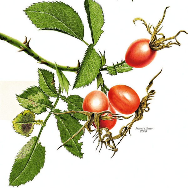 Ботаническая иллюстрация шиповник ягоды