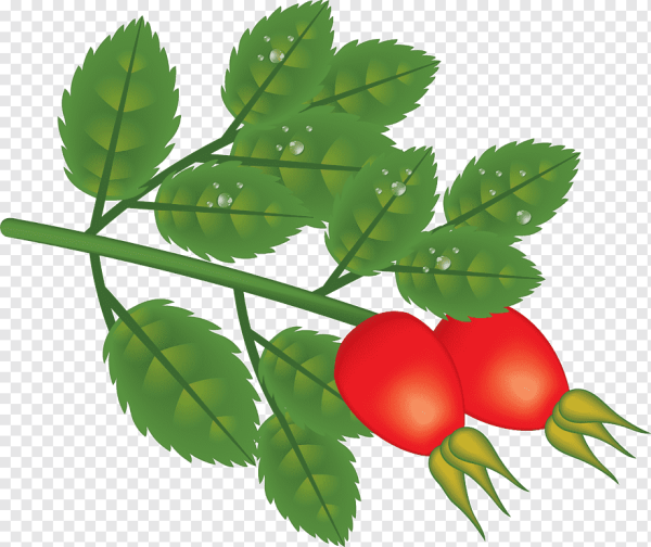 Шиповник вектор