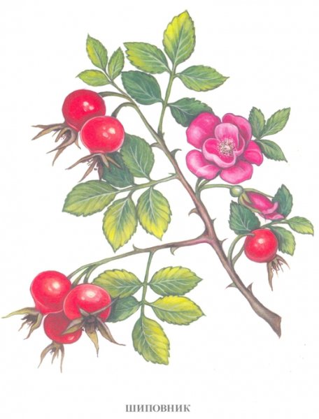 Карточка ягода шиповник