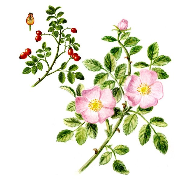 Шиповник куст