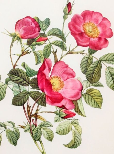 Ботаническая живопись шиповник
