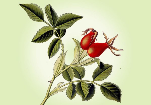 Шиповник низковитаминный