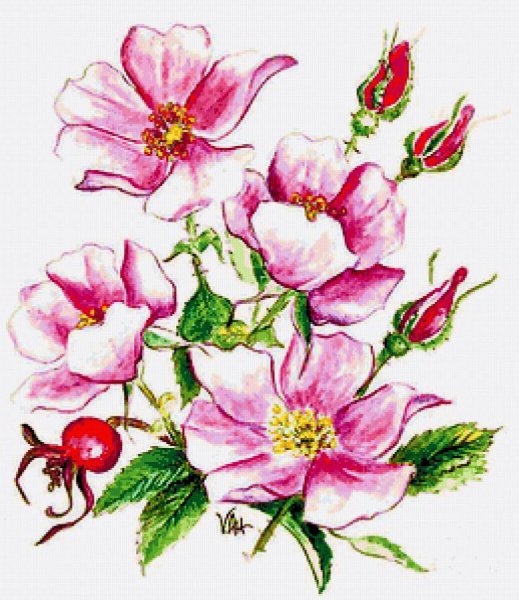 Хейден шиповник