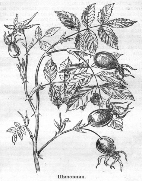 Шиповник собачий Фармакогнозия