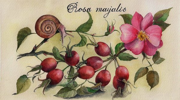 Ботаническая живопись шиповник