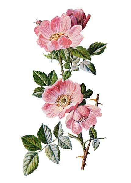 Ботаническая иллюстрация Цветущий шиповник