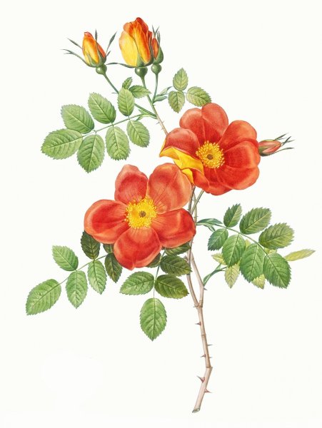 Ботанический атлас Пьера редуте