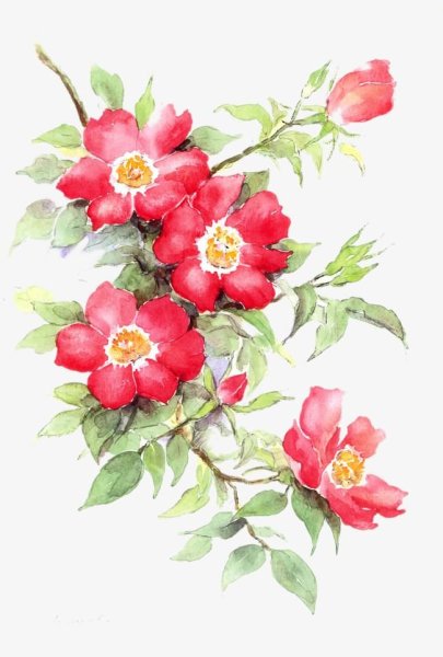 Ботаническая живопись шиповник