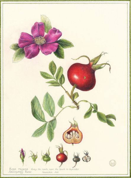 Шиповник Федченко Ботанический рисунок