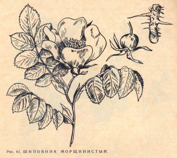 Шиповник морщинистый рисунок плода