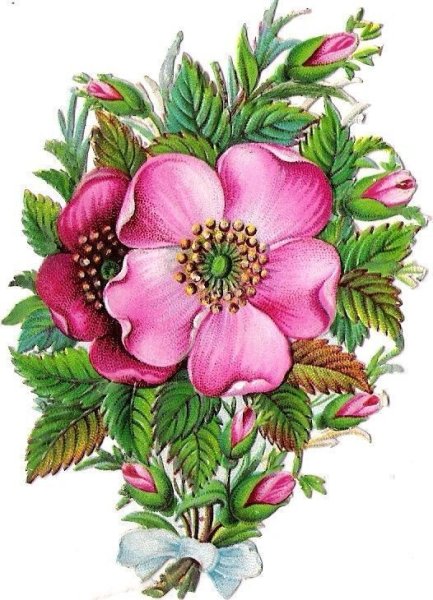 Цветок шиповника эскиз