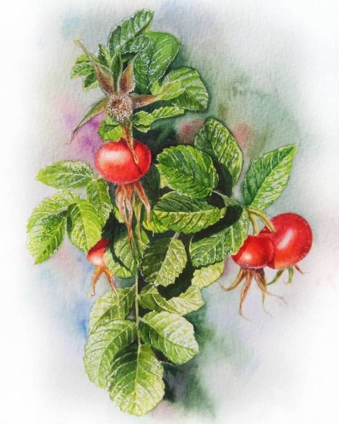 Ботаническая живопись шиповник