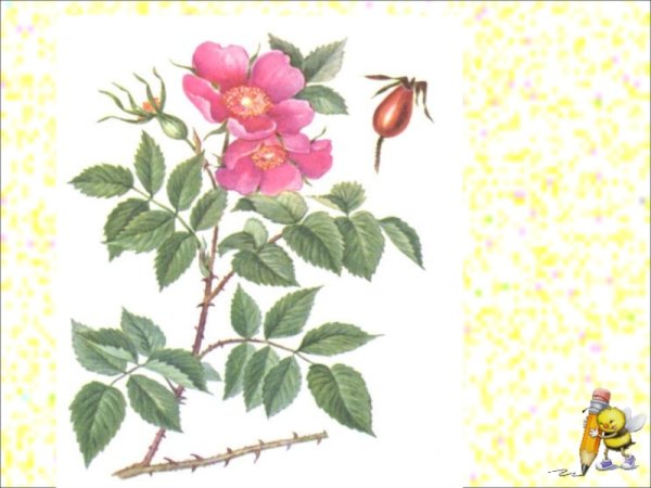 Шиповник детский рисунок