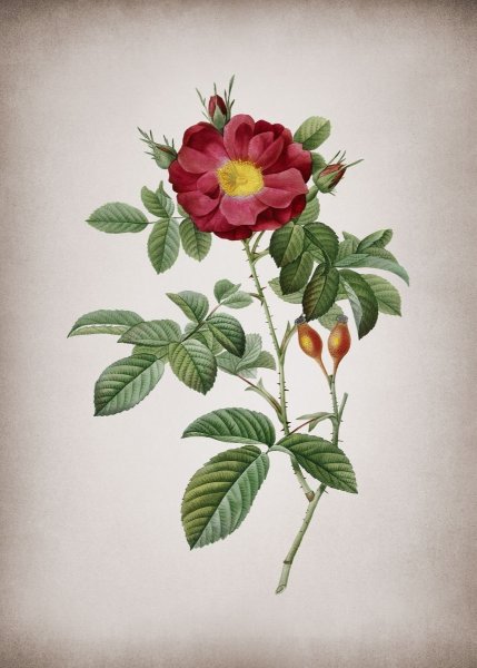 Пьер Жозеф редуте Ботанический атлас