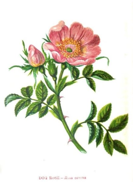 Шиповник эскиз