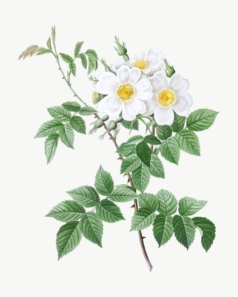 «Botanical Art» шиповник