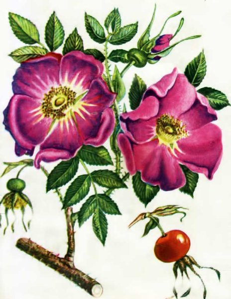 Шиповник Даурский Фармакогнозия