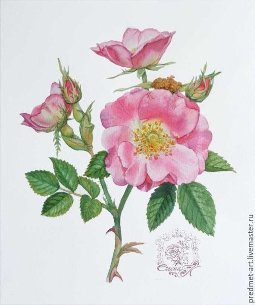 Ботаническая живопись шиповник