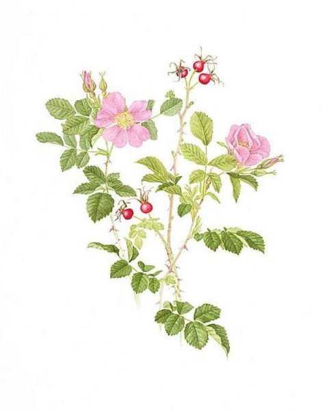 Шиповник кустарник