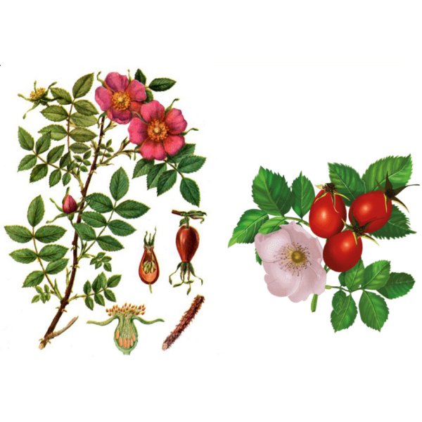 Шиповник собачий (Rosa Canina)