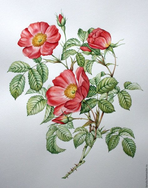 Шиповник ботаника