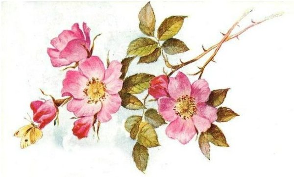 Цветущий шиповник акварель