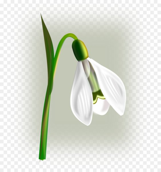 Подснежник для детей