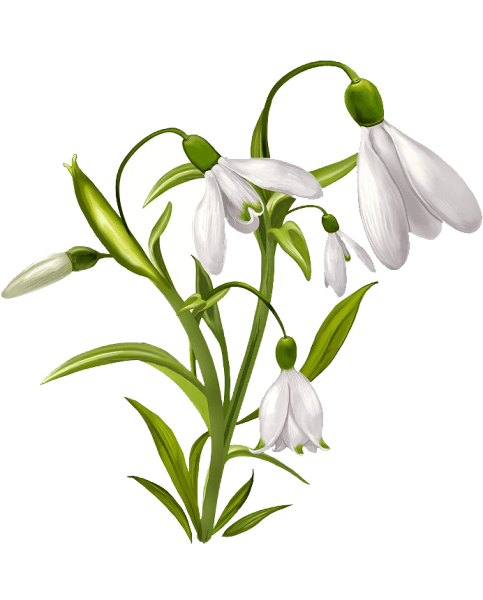 Подснежники рисунок