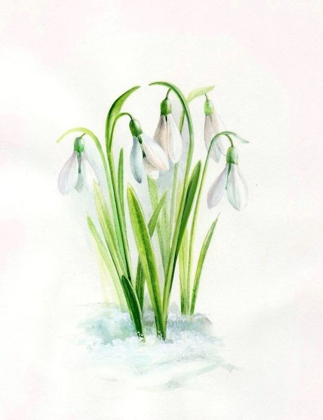 Анастасия Беседина акварель подснежники