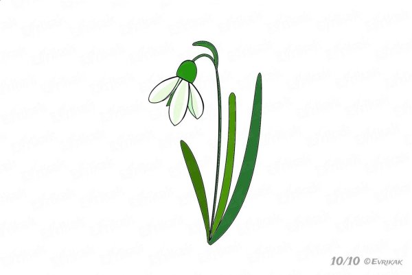 Подснежник рисунок для детей