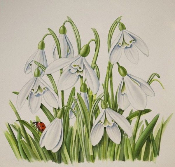 Пролесок Ботаническая акварель