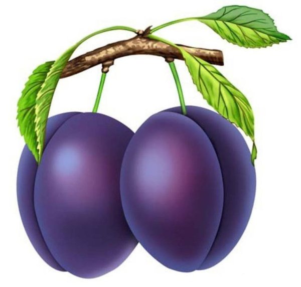 Слива синяя