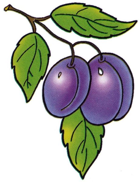 Слива мультяшная