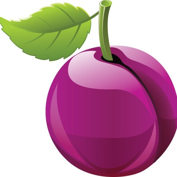 Слива нарисованная