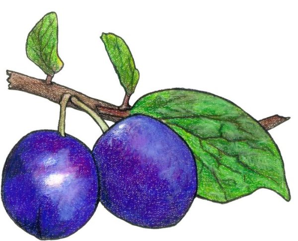 Картина слива для детей