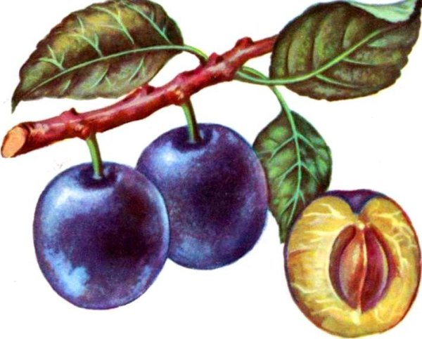 Слива нарисованная