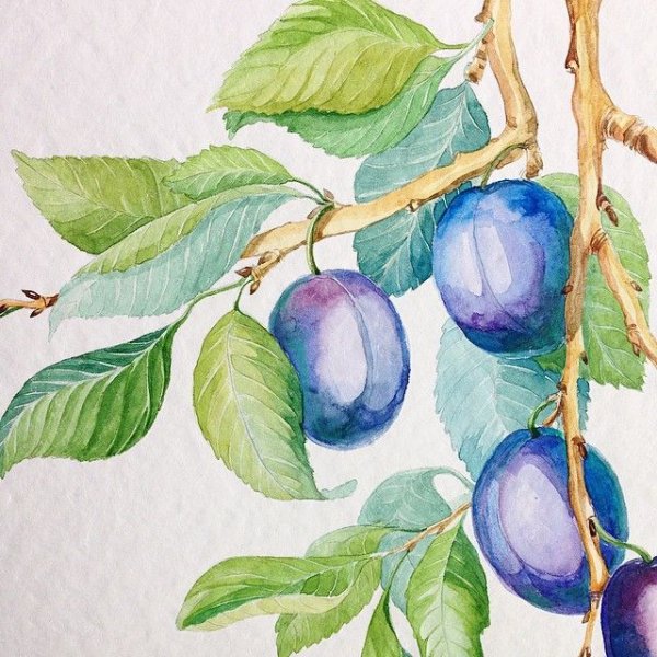 Ветка сливы