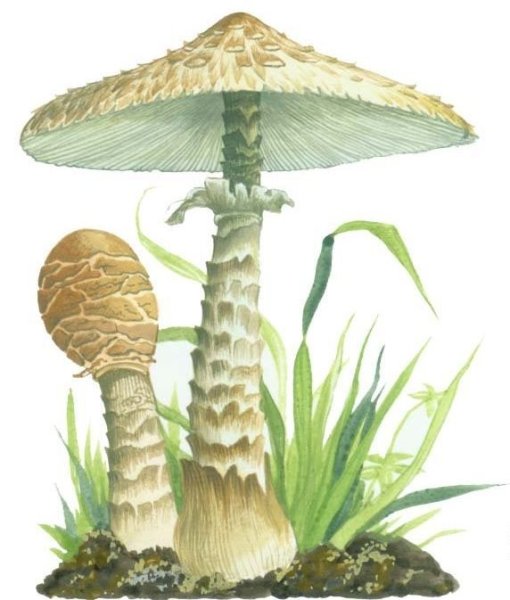 Поганка гриб для детей