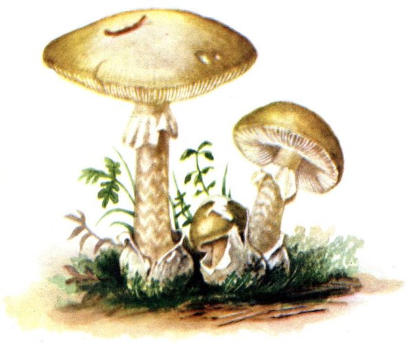 Бледная поганка