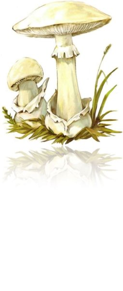 Мухомор пантерный