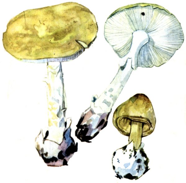 Бледная поганка гриб