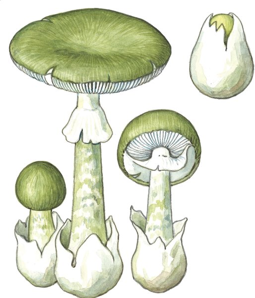 Бледная поганка гриб. Иллюстрация