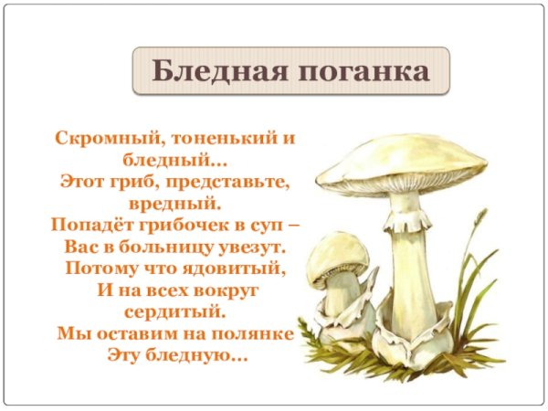 Александр Вязьменский грибы мухомор